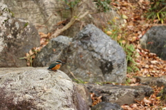 岩上のカワセミ