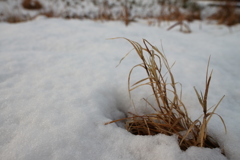 雪景色の草むら