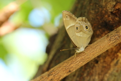 樹木のヒカゲチョウ