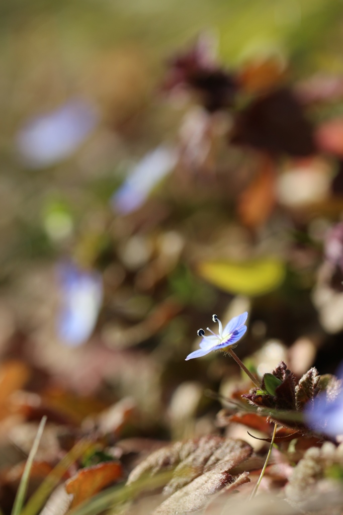 草むらの青花