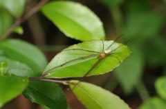 葉上のオオシロカネグモ