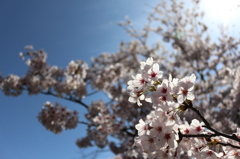 輝く桜