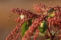 馬酔木の開花