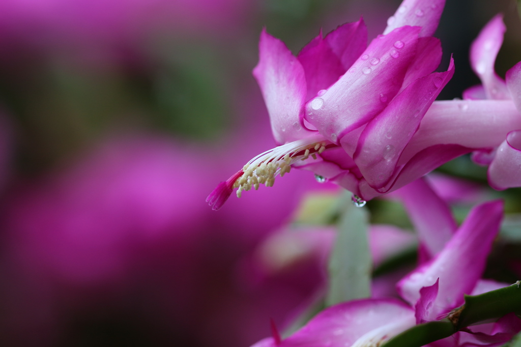植物園の花々　10