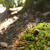 苔上のドングリ