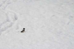 雪原のシジュウカラ