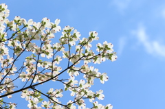 満開の花水木　白