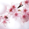 初御代桜のニホンミツバチ