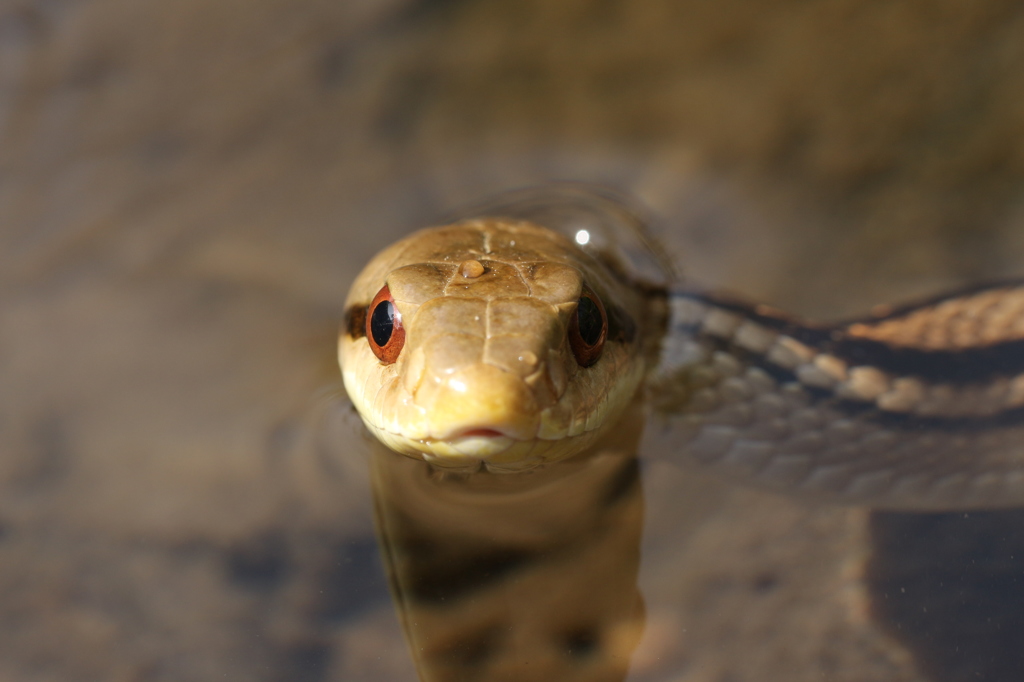 シマヘビの正面顔 By Biwaken Id 写真共有サイト Photohito