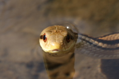 シマヘビの正面顔