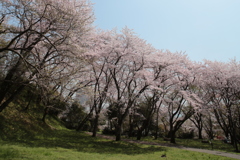 満開の桜広場