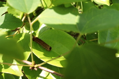 菝葜の幼虫