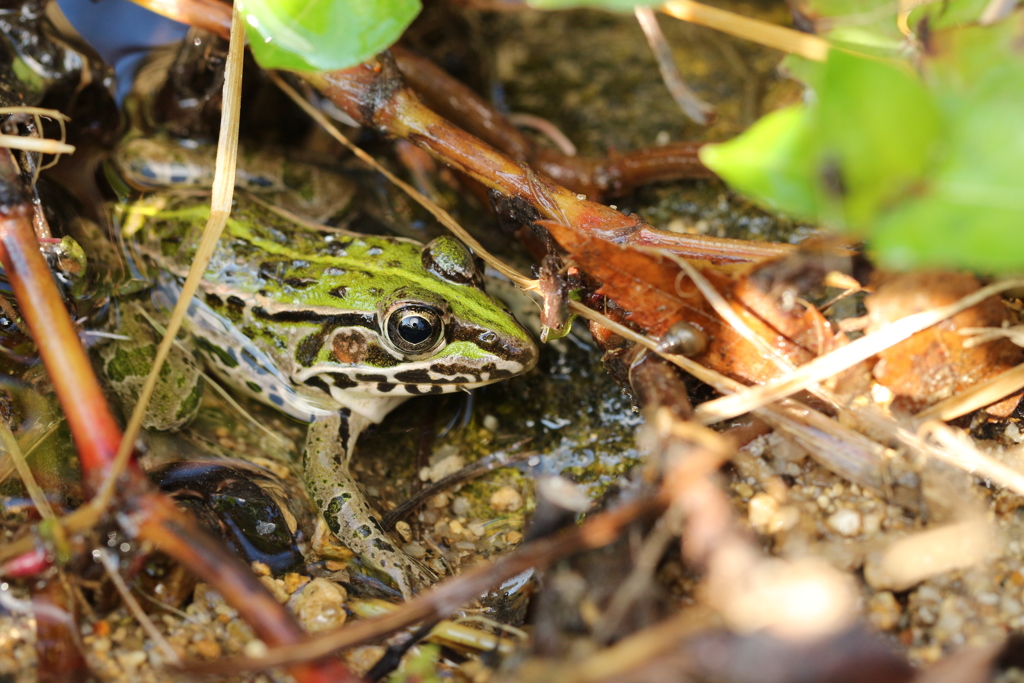 小川のトノサマガエル