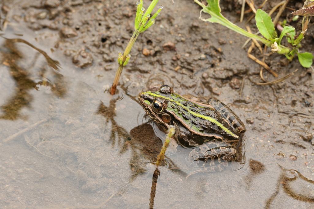 田んぼのトノサマガエル