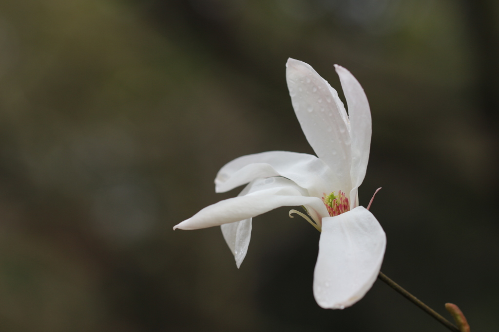 コブシの花