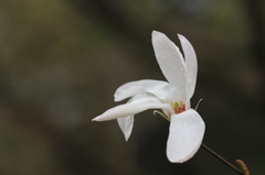 コブシの花