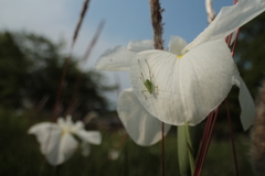 花菖蒲のツユムシ