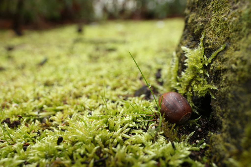 苔上のアラカシ