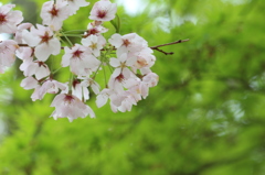 桜と楓