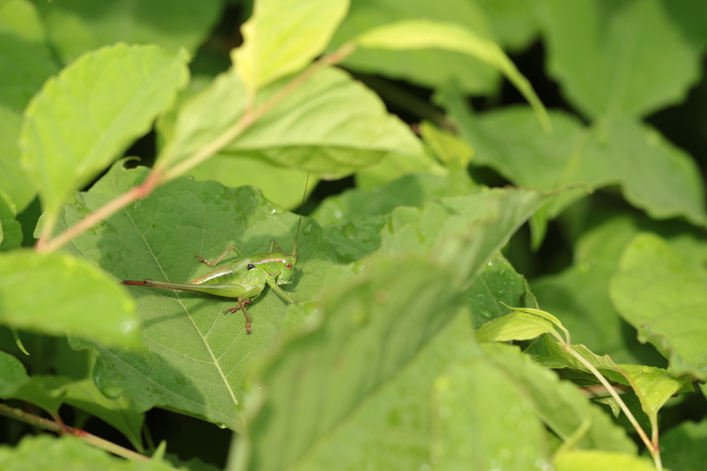 茂みのキリギリス