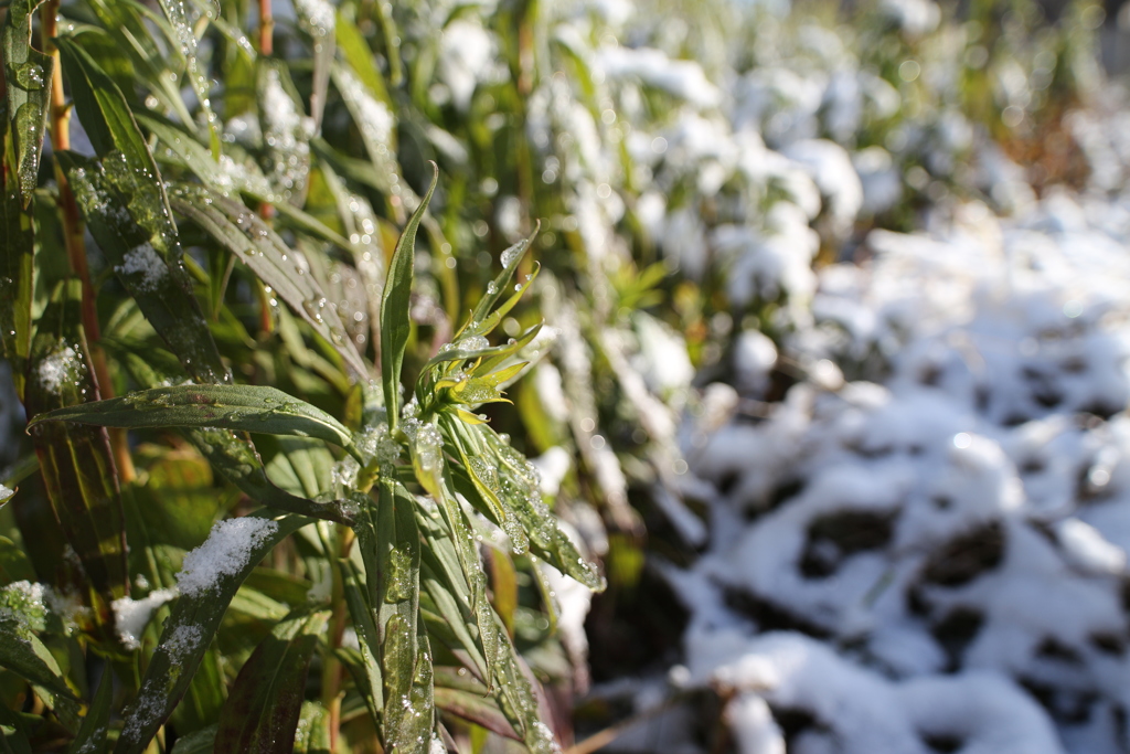 雪景色の背高泡立草