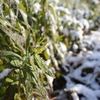 雪景色の背高泡立草
