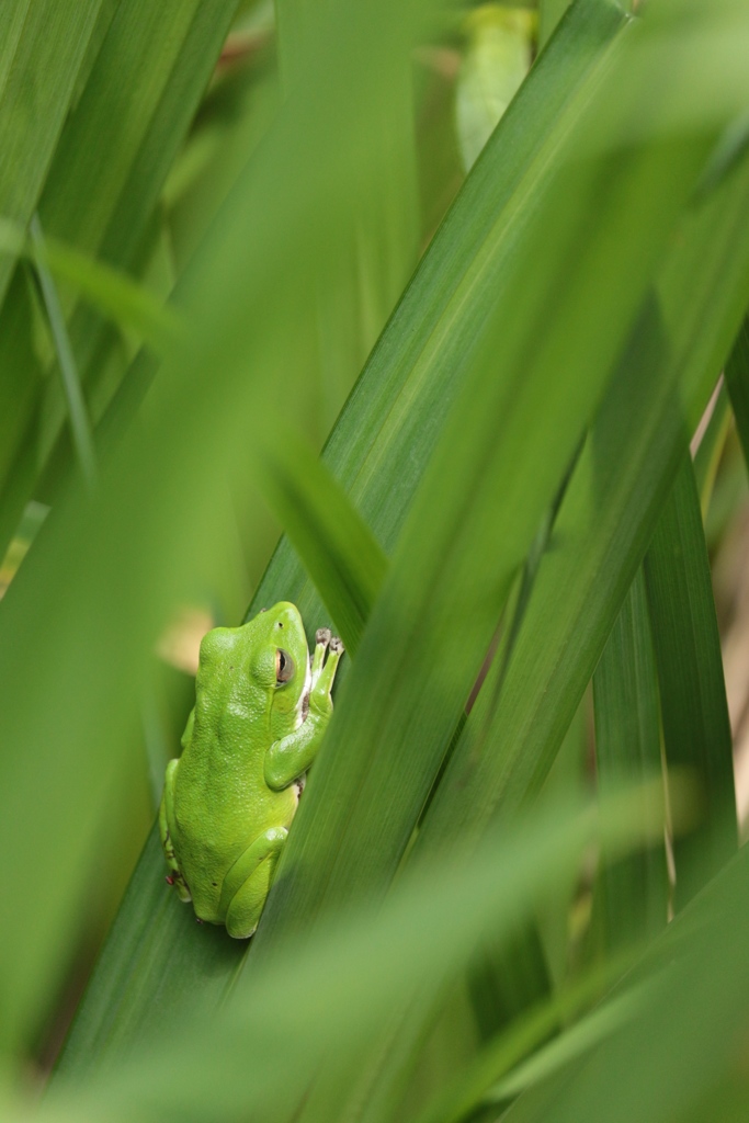 黄菖蒲のモリアオガエル