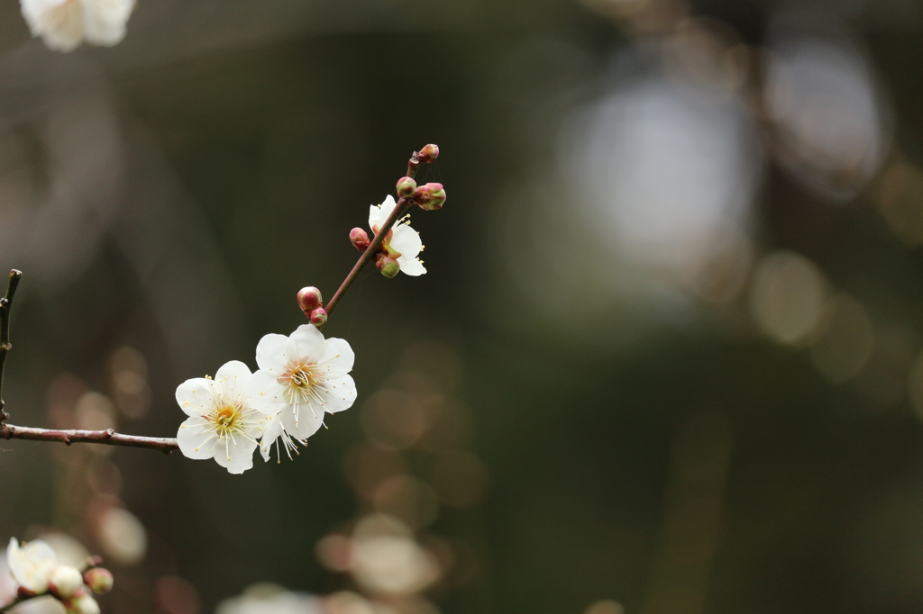 木陰の白梅