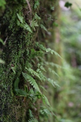 苔と羊歯