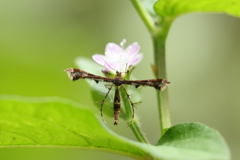 溝蕎麦のトリバガ