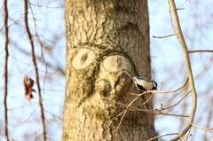 幹の前のシジュウカラ