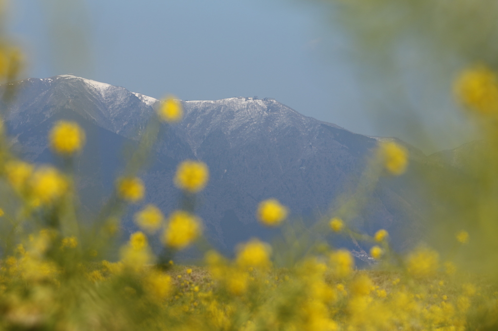 比良山と菜の花
