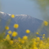 比良山と菜の花