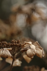 冬の額紫陽花