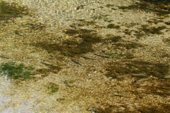地蔵川の魚影