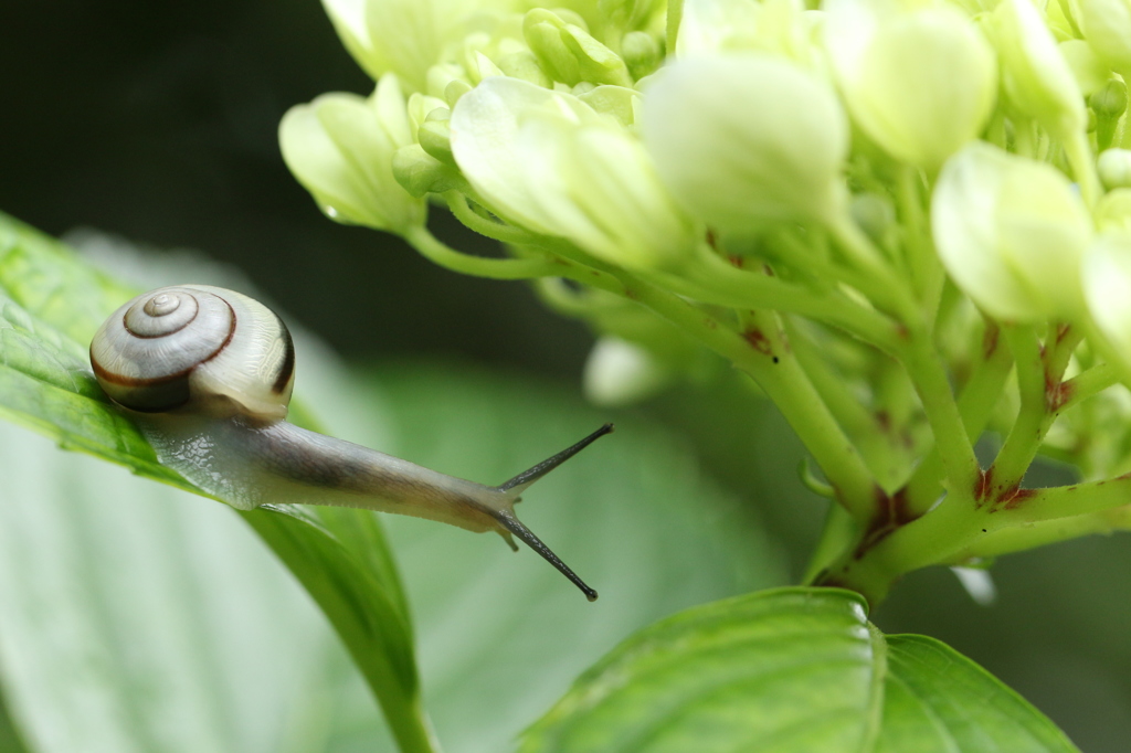 紫陽花のカタツムリ