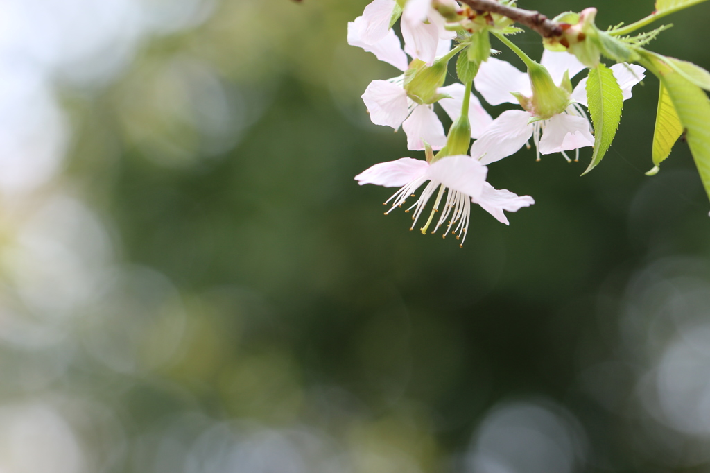植物園の花々　6