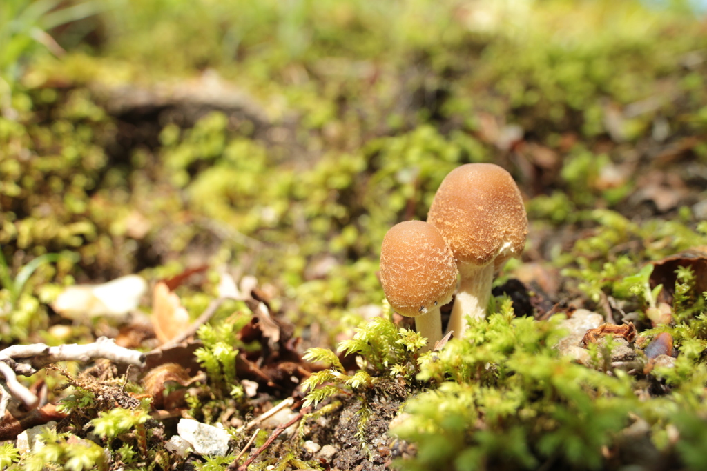 寄り添うキノコ
