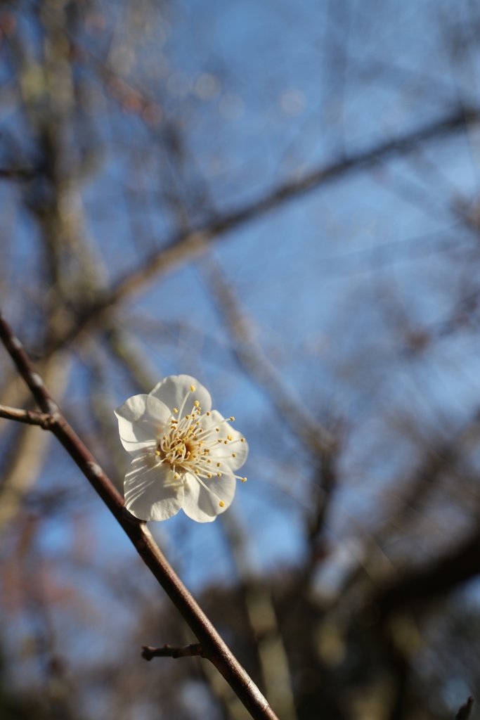 白梅の一輪