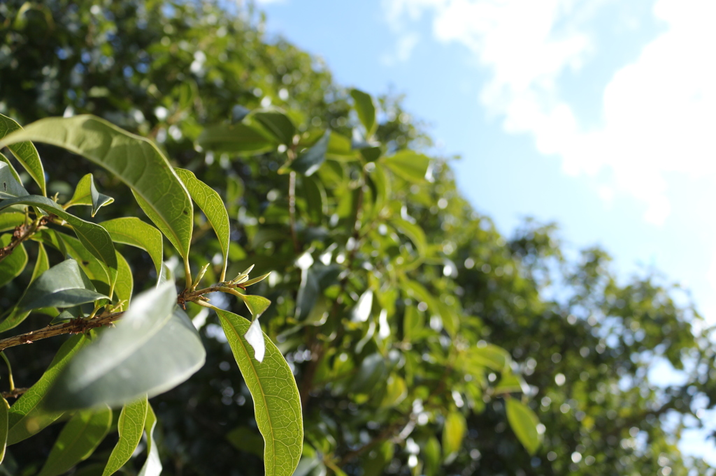 青空のキンモクセイ