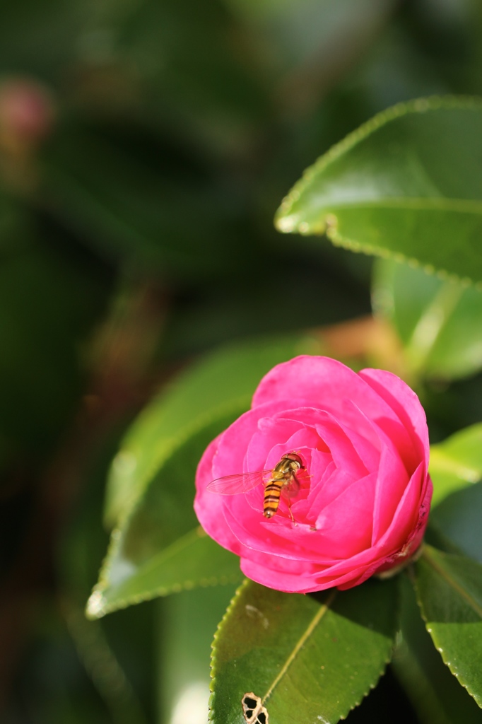 山茶花の虻