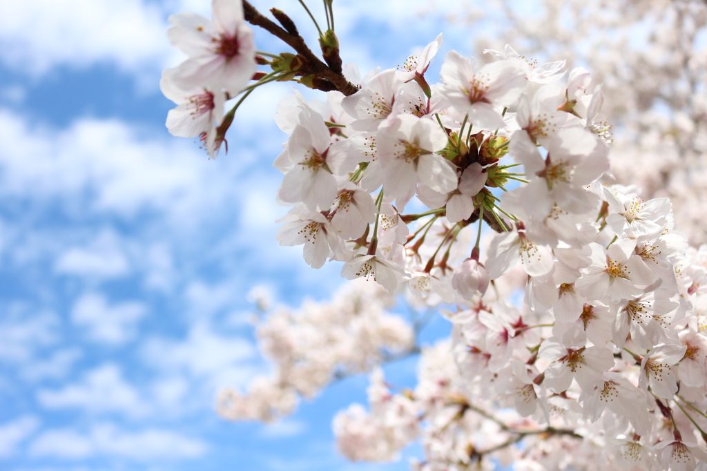 青空と桜