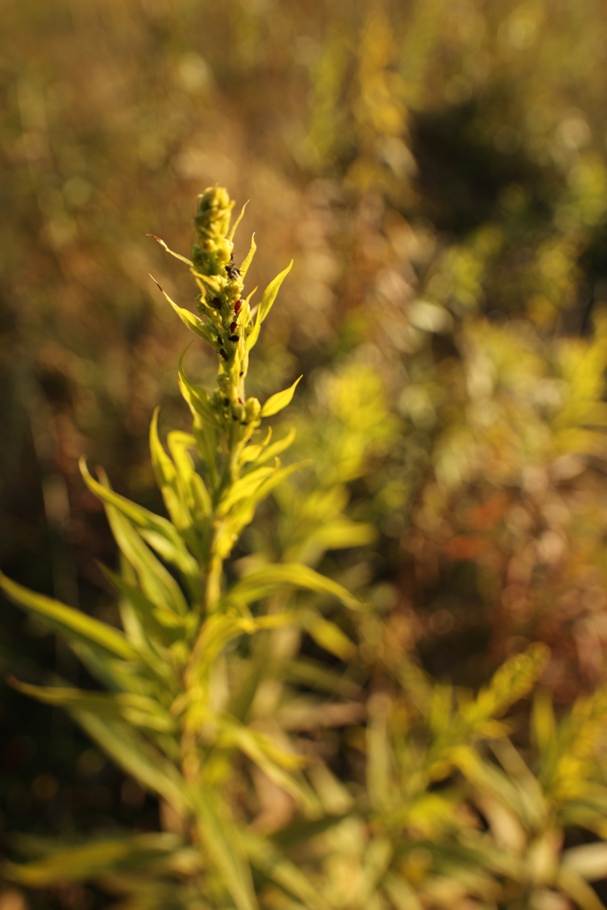 背高泡立草の油虫