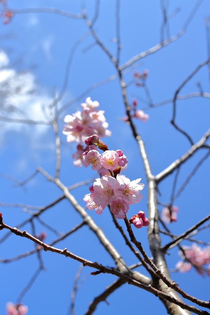 開花の初御代桜