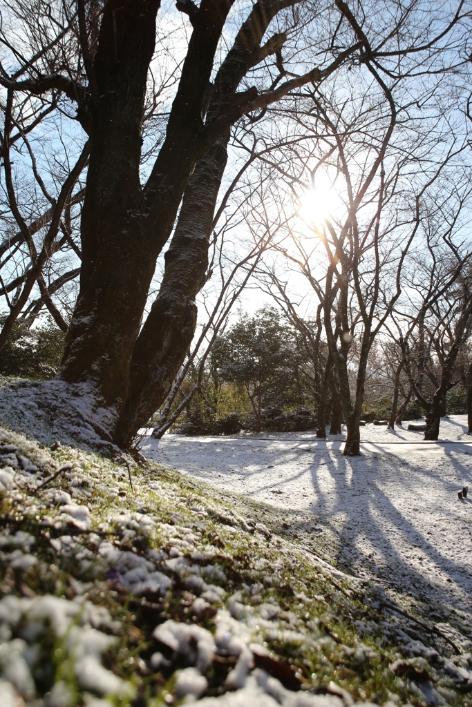 雪化粧の桜広場