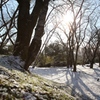雪化粧の桜広場