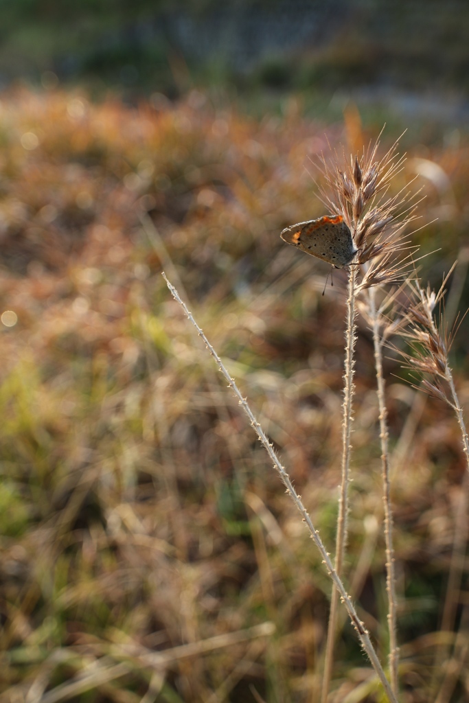 草むらのベニシジミ