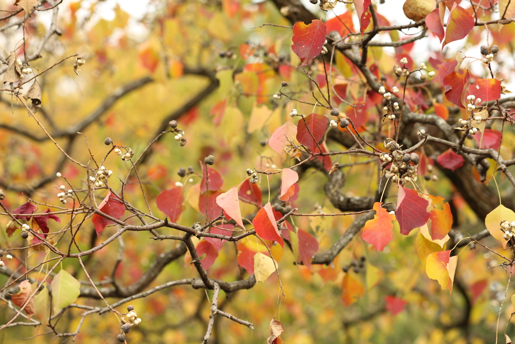 ナンキンハゼの紅葉