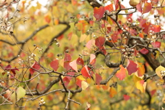 ナンキンハゼの紅葉