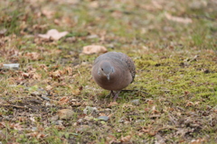 寂しげなキジバト